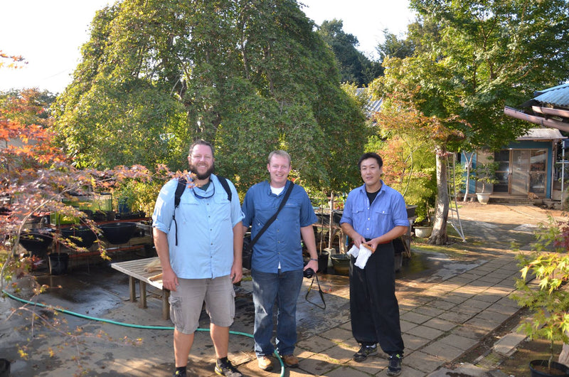 - FOR PICKUP ONLY | Acer palmatum 'Ryusen' Japanese Maple | DOES NOT SHIP - Mr Maple │ Buy Japanese Maple Trees