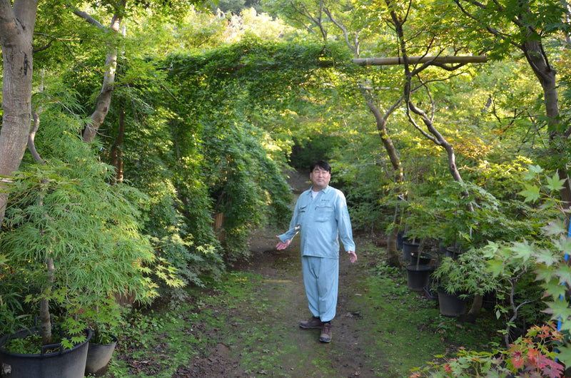 - FOR PICKUP ONLY | Acer palmatum 'Ryusen' Japanese Maple | DOES NOT SHIP - Mr Maple │ Buy Japanese Maple Trees