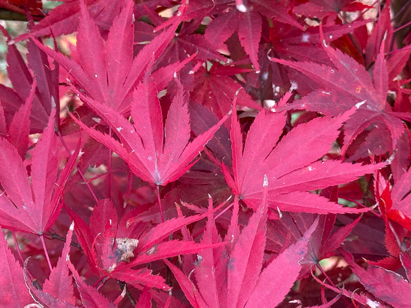 Acer palmatum 'Nicholsonii' Japanese Maple