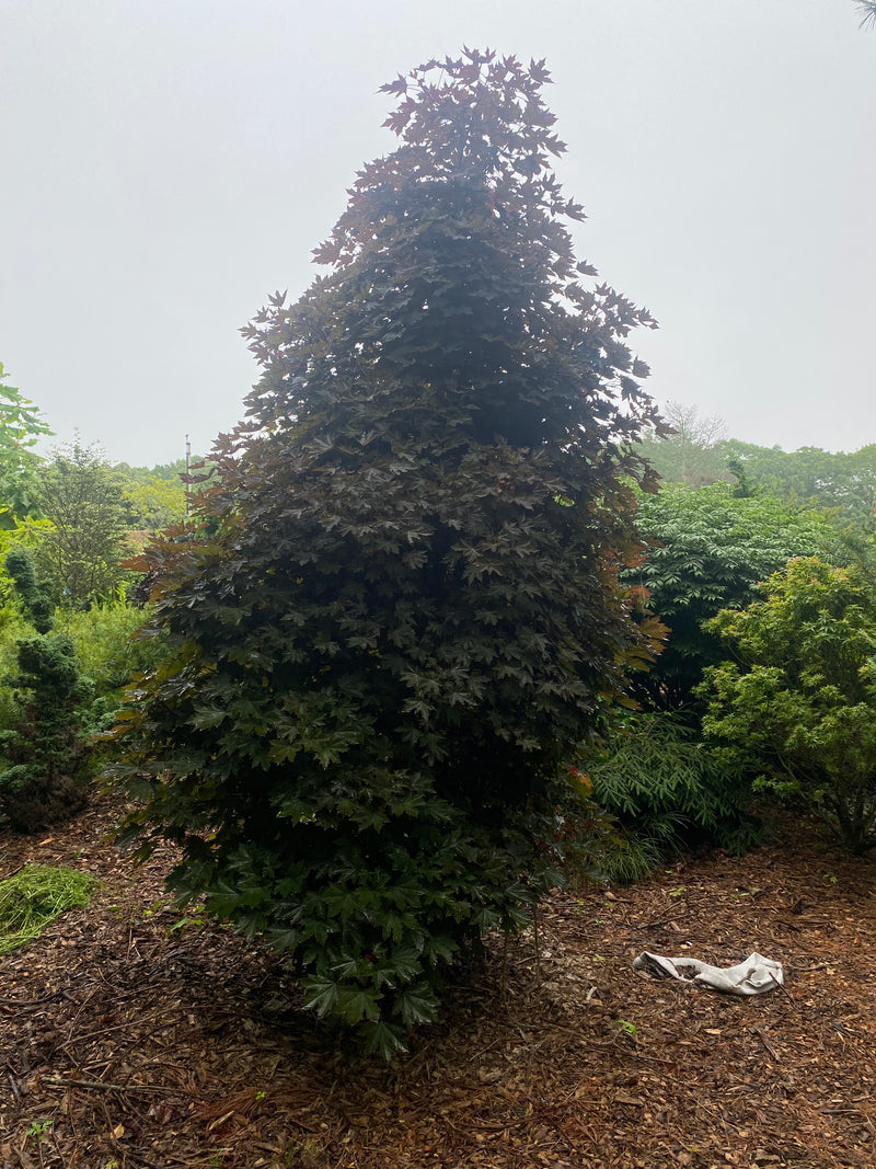 Acer platanoides 'Plum DenCity' Norway Maple