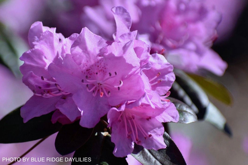 Rhododendron 'PJM Elite' Red Purple Blooms