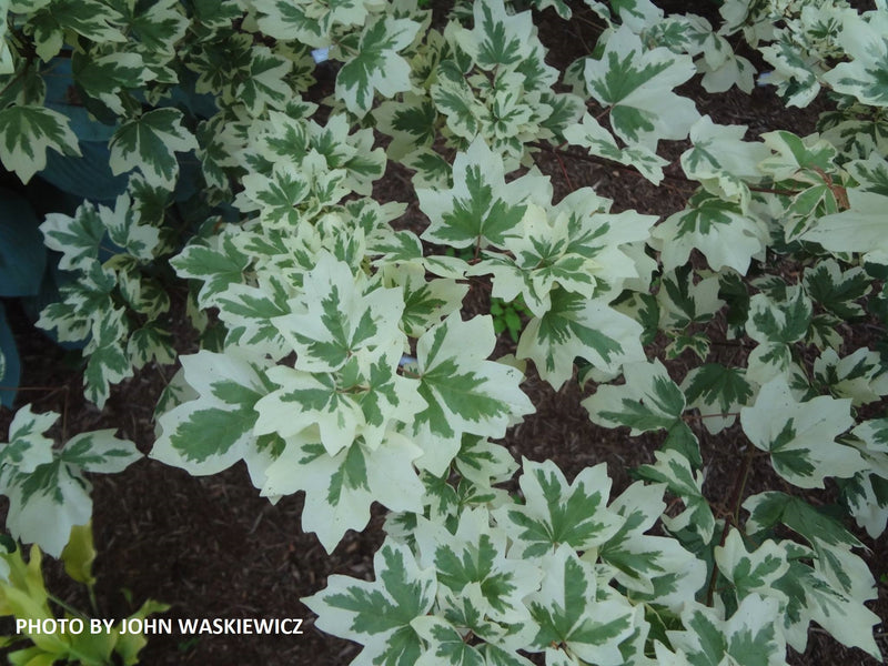 - FOR PICK UP ONLY | Acer campestre 'Carnival' White Variegated Maple | DOES NOT SHIP - Mr Maple │ Buy Japanese Maple Trees