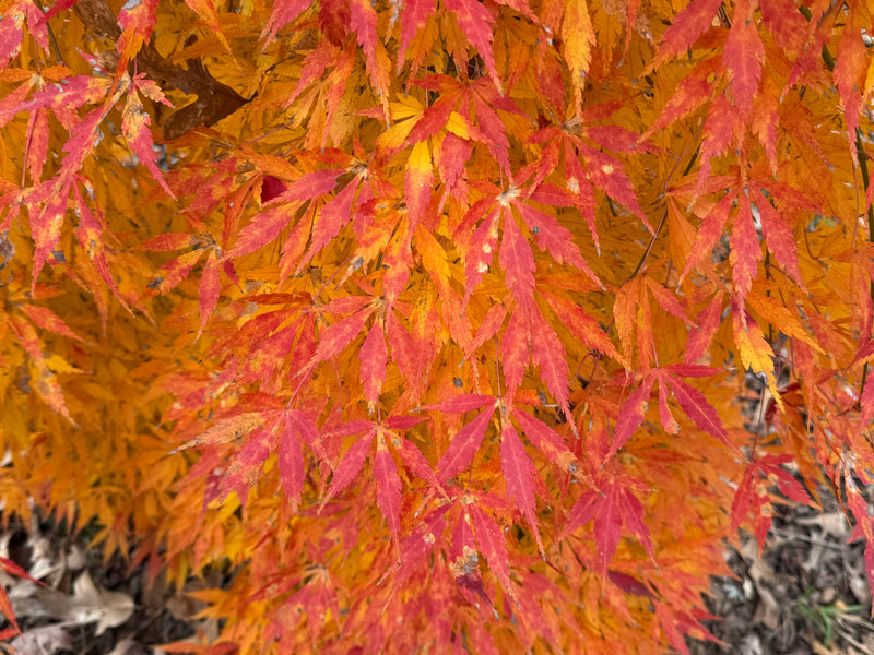 Acer palmatum 'Fountain of Youth' Japanese Maple