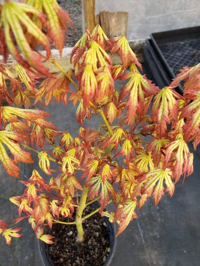 Acer palmatum 'Spring Blast' Japanese Maple