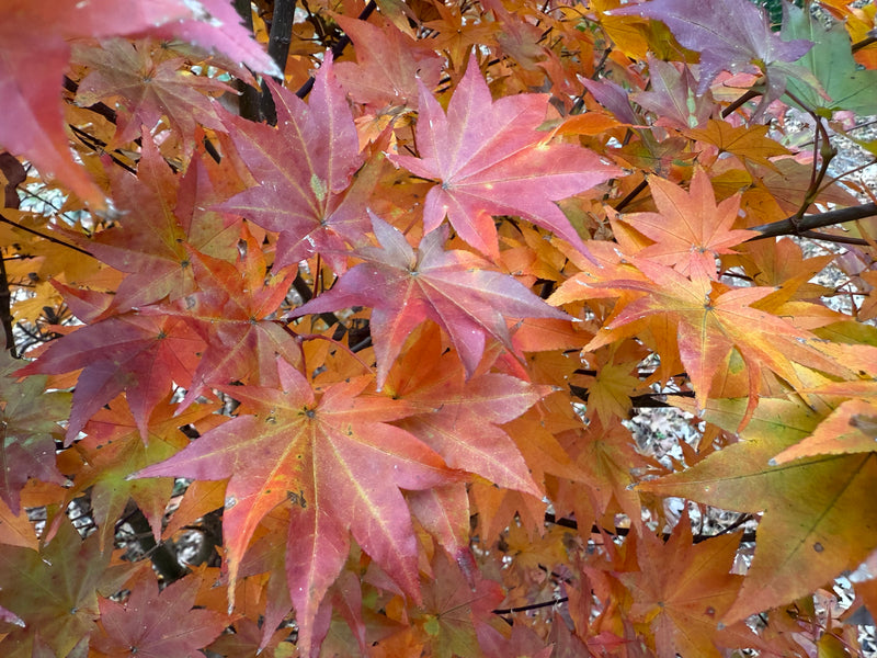 Acer robustum Rare Chinese Maple