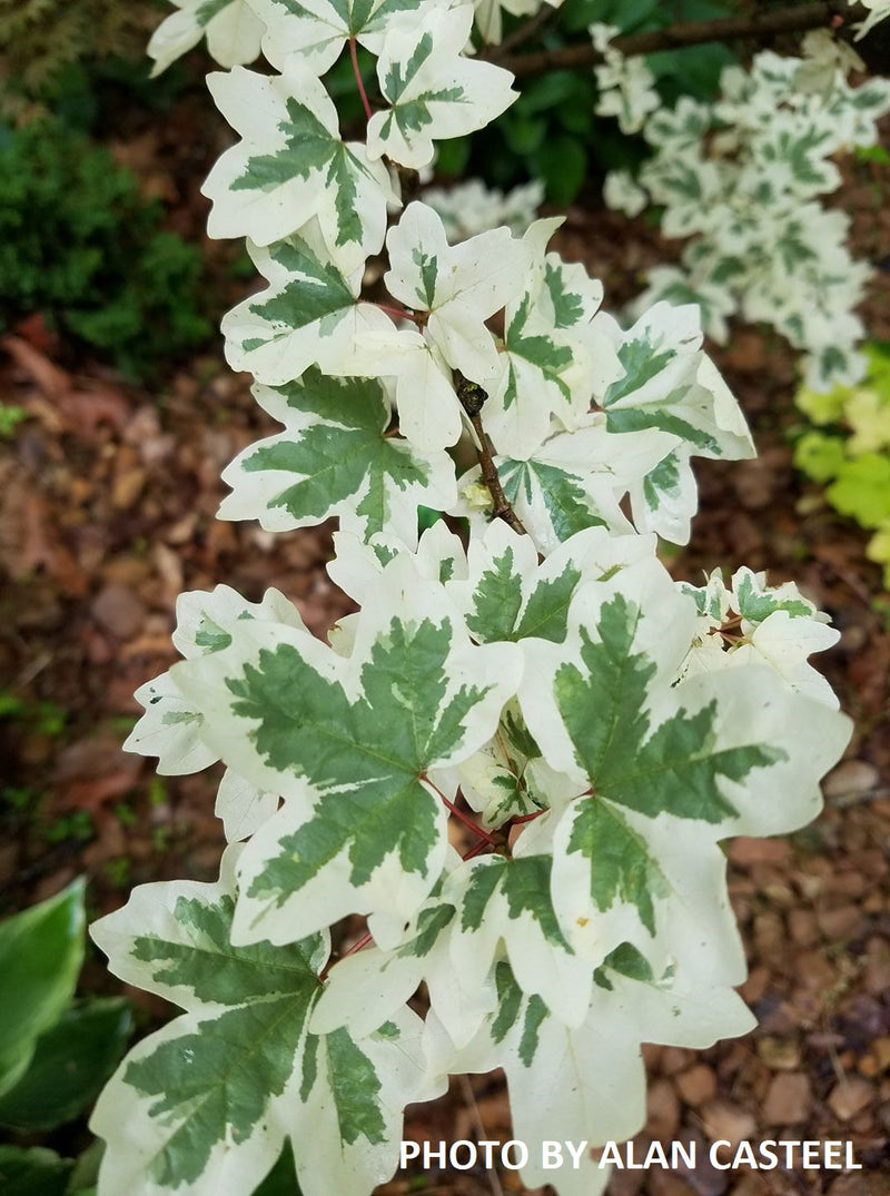- FOR PICK UP ONLY | Acer campestre 'Carnival' White Variegated Maple | DOES NOT SHIP - Mr Maple │ Buy Japanese Maple Trees