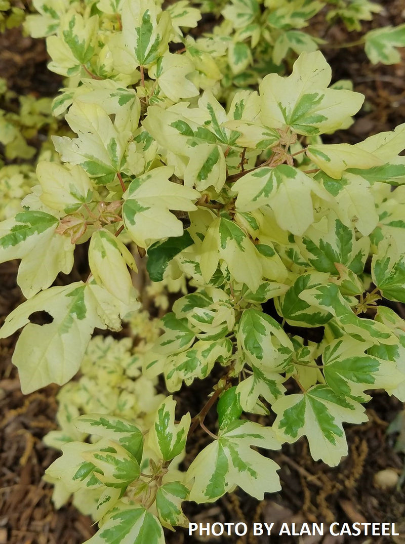 - FOR PICK UP ONLY | Acer campestre 'Carnival' White Variegated Maple | DOES NOT SHIP - Mr Maple │ Buy Japanese Maple Trees