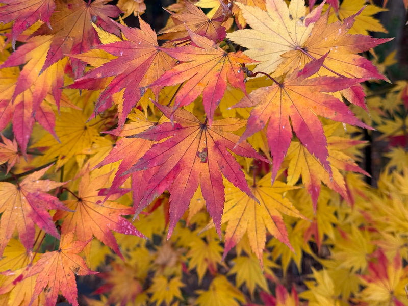 Acer shirasawanum 'Jordan' Golden Full Moon Japanese Maple