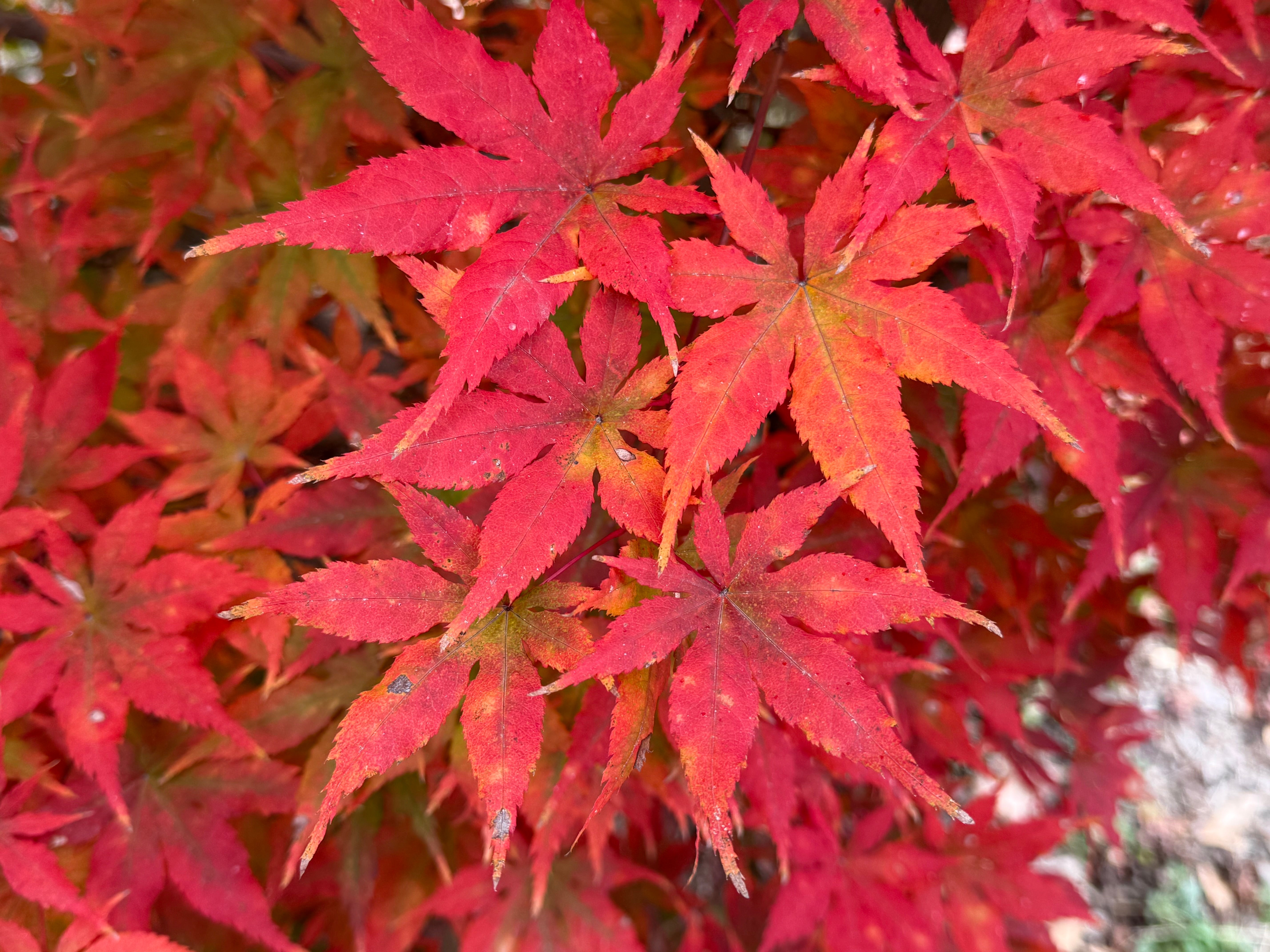 mapleです☆(*^-^*)　他の方は購入不可です× Buy Acer palmatum 'Johnson's Ice Drops' Japanese Maple — Mr Maple