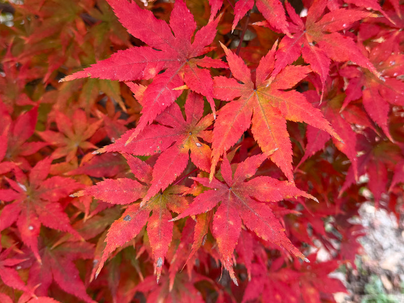 Acer palmatum 'Miss Maple' Japanese Maple