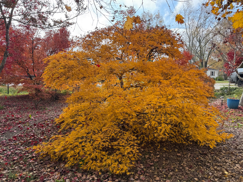 Acer palmatum 'Germaine's Gyration' Weeping Japanese Maple