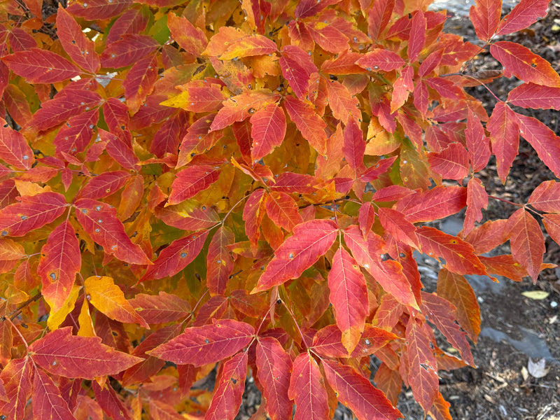 Acer triflorum 'Aureum'