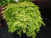 - Acer palmatum 'Golden Falls' Weeping Golden Japanese Maple - Mr Maple │ Buy Japanese Maple Trees