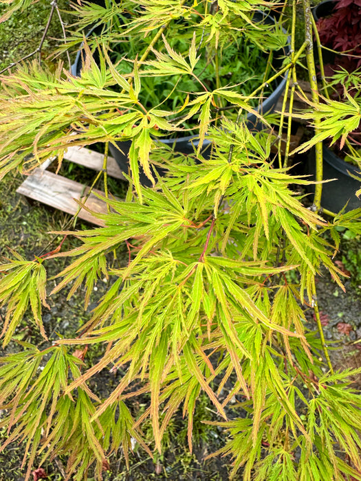 FOR PICKUP ONLY | Acer palmatum 'Kiri nishiki' Weeping Japanese Maple | DOES NOT SHIP