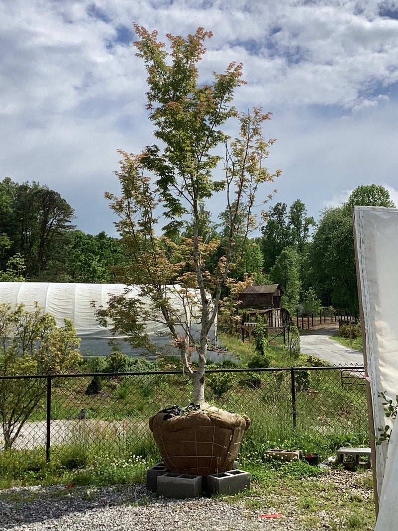 - FOR PICKUP ONLY | Acer palmatum 'Ukigumo' Floating Clouds Japanese Maple | DOES NOT SHIP - Mr Maple │ Buy Japanese Maple Trees