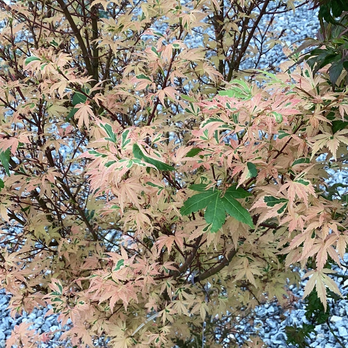 FOR PICKUP ONLY | Acer palmatum 'Hana fubuki' Variegated Japanese Maple | DOES NOT SHIP