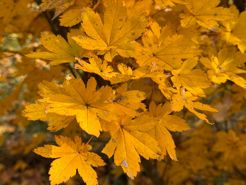 Acer palmatum 'Koyamadani nishiki' Japanese Maple