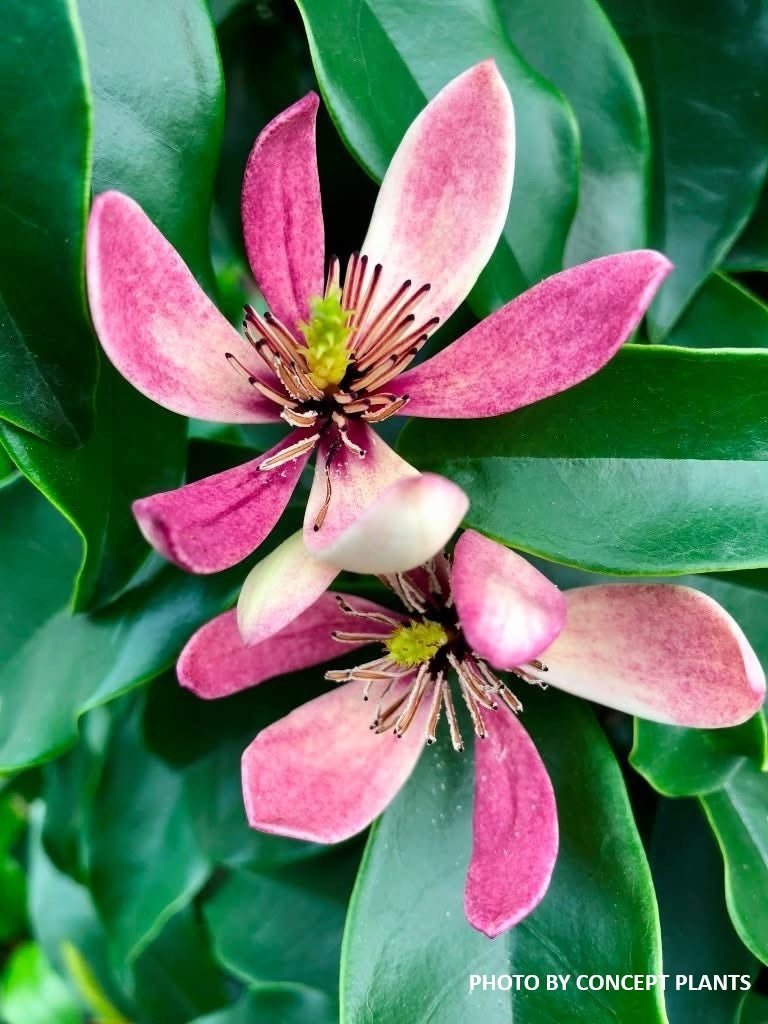 Magnolia x loebneri 'Stellar Ruby' Evergreen Magnolia