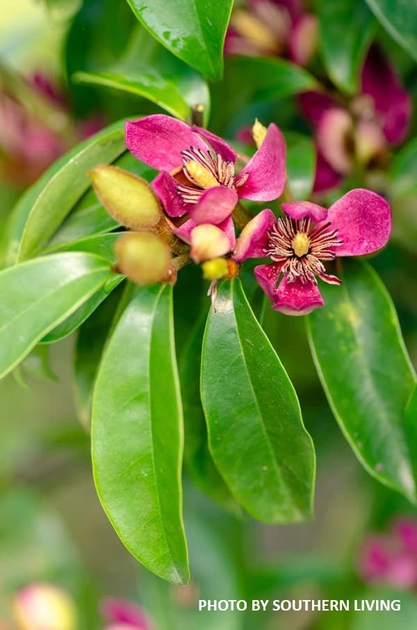 Magnolia x loebneri 'Stellar Ruby' Evergreen Magnolia