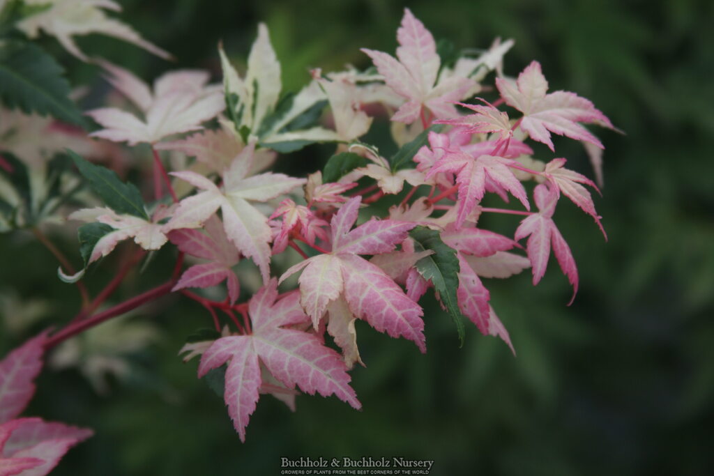 Acer palmatum 'Aizumi nishiki' Pink Variegated Japanese Maple