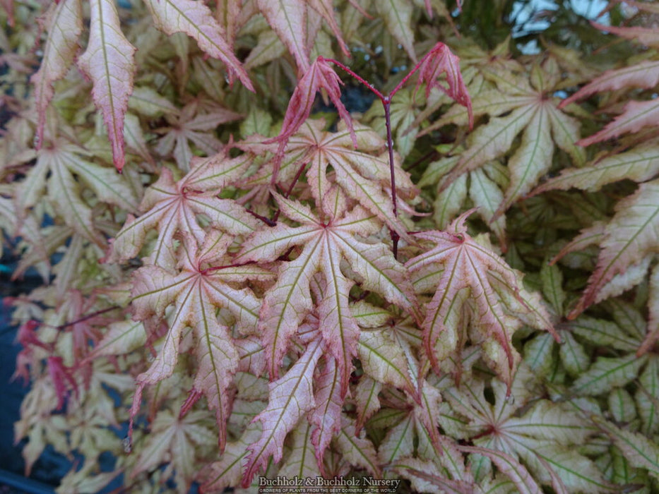 Acer palmatum 'Fred's Wild Dream' Japanese Maple