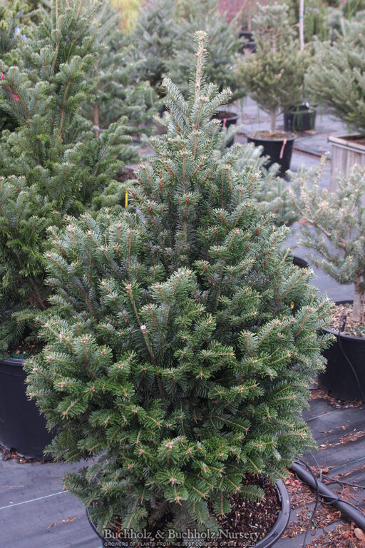 Abies Alba 'Pyramidalis' European Silver Fir