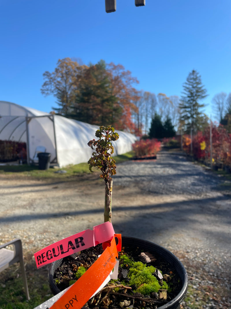 Acer palmatum 'Sir Happy' Ultra-Dwarf Japanese Maple