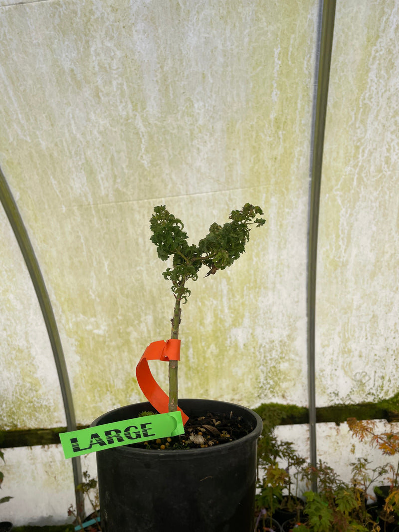 Acer palmatum 'Sir Happy' Ultra-Dwarf Japanese Maple