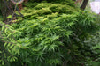 - FOR PICKUP ONLY | Acer palmatum 'Tattoo' Dwarf Japanese Maple | DOES NOT SHIP - Mr Maple │ Buy Japanese Maple Trees