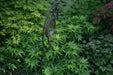 - FOR PICKUP ONLY | Acer palmatum 'Tattoo' Dwarf Japanese Maple | DOES NOT SHIP - Mr Maple │ Buy Japanese Maple Trees