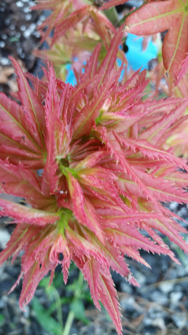 - FOR PICKUP ONLY | Acer palmatum 'Japanese Princess' Dwarf Japanese Maple | DOES NOT SHIP - Mr Maple │ Buy Japanese Maple Trees