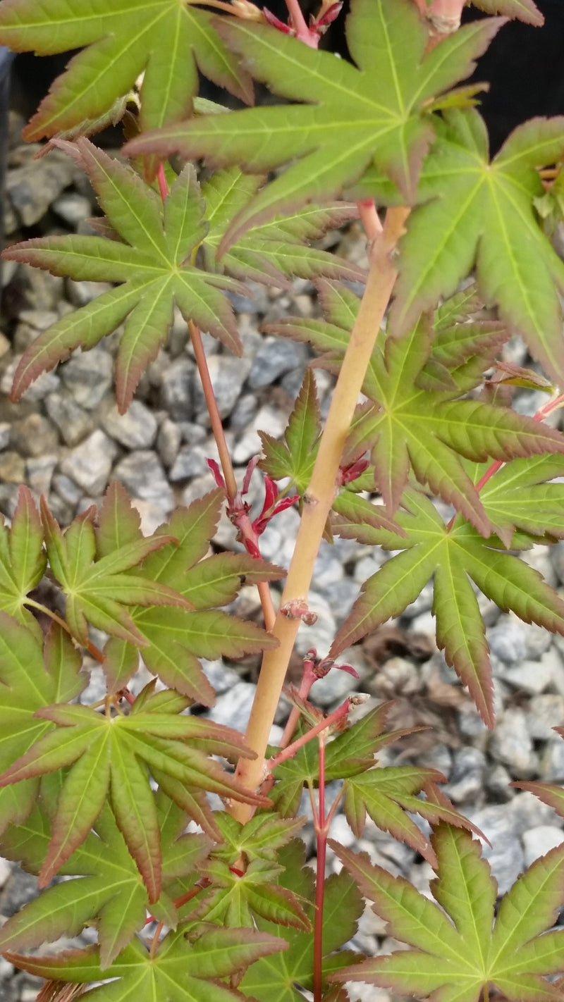 - Acer palmatum 'Gold Digger' Yellow Coral Bark Japanese Maple - Mr Maple │ Buy Japanese Maple Trees
