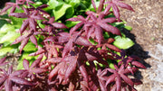 - FOR PICK UP ONLY | Acer palmatum 'Peve Starfish' Japanese Maple | DOES NOT SHIP - Mr Maple │ Buy Japanese Maple Trees