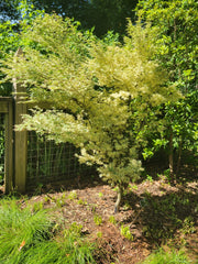 - FOR PICK UP ONLY | Acer palmatum 'Butterfly' Japanese Maple | DOES NOT SHIP - Mr Maple │ Buy Japanese Maple Trees