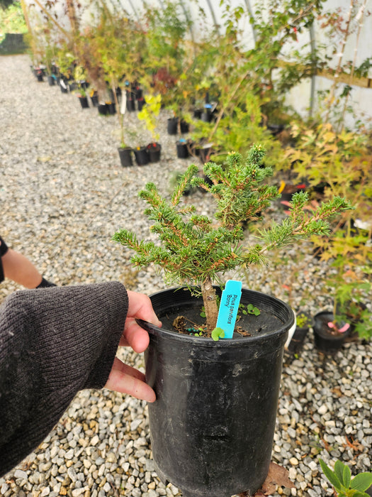 Pinus parviflora 'Bonny' Dwarf Japanese White Pine