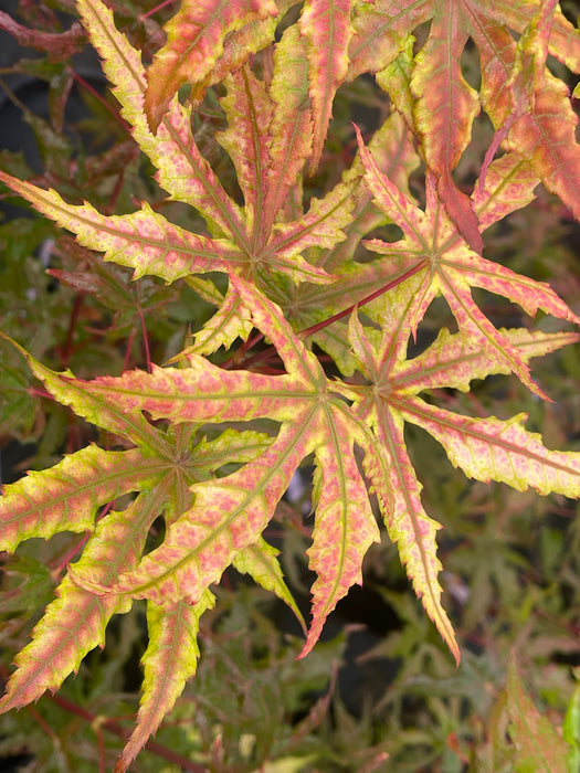 Acer palmatum 'Fred's Wild Dream' Japanese Maple