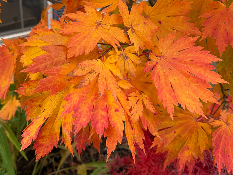 Acer japonicum 'Yama kage' Mountain Shadows Full Moon Japanese Maple