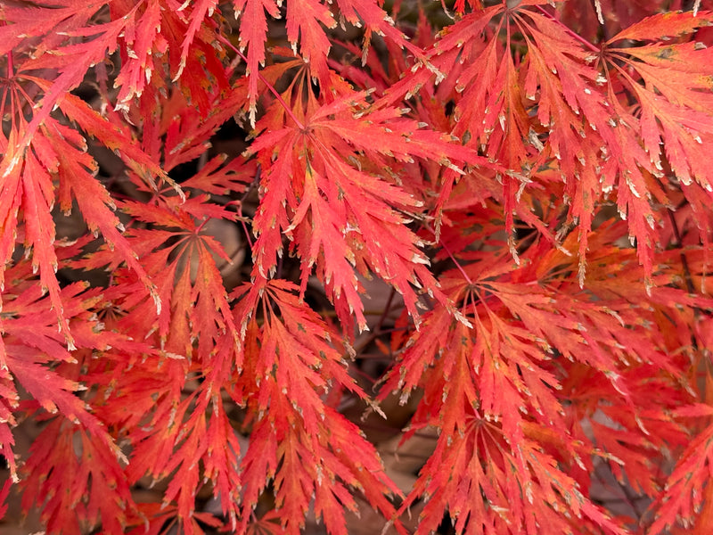 Acer palmatum 'Green Gem' Japanese Maple