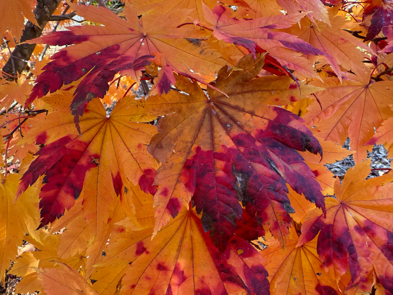 Acer japonicum 'Vitifolium' Large Leaf Full Moon Japanese Maple