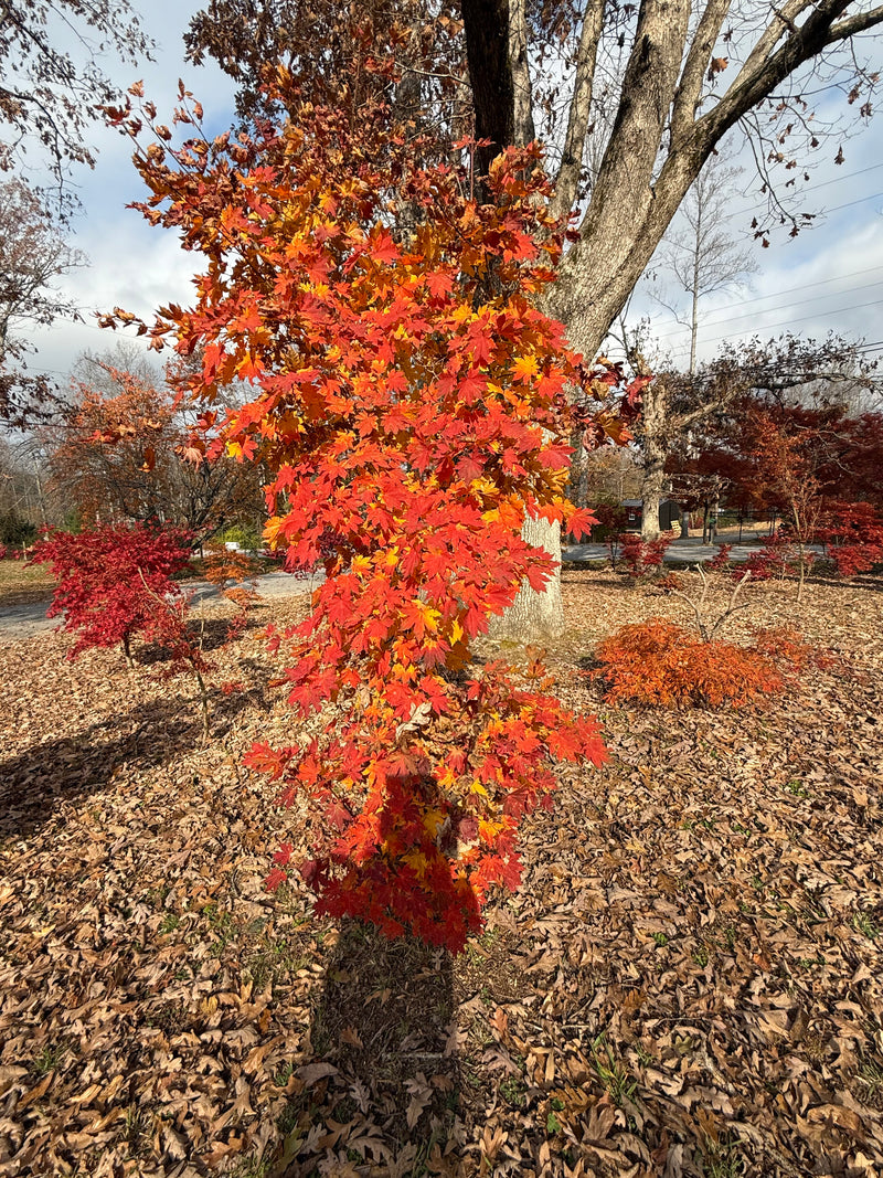 Acer sieboldianum 'Ookisha' Japanese Maple