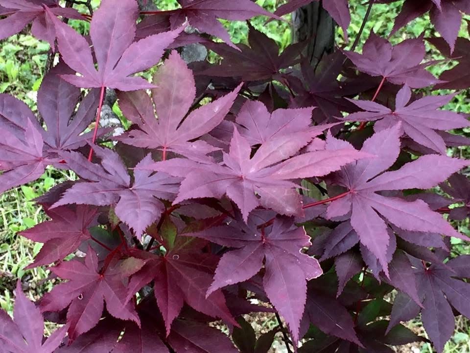 Buy Acer palmatum 'St Michael The Archangel' Dwarf Japanese Maple