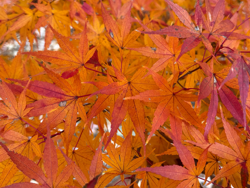 Acer palmatum 'Alan's Gold' Pinebark Japanese Maple