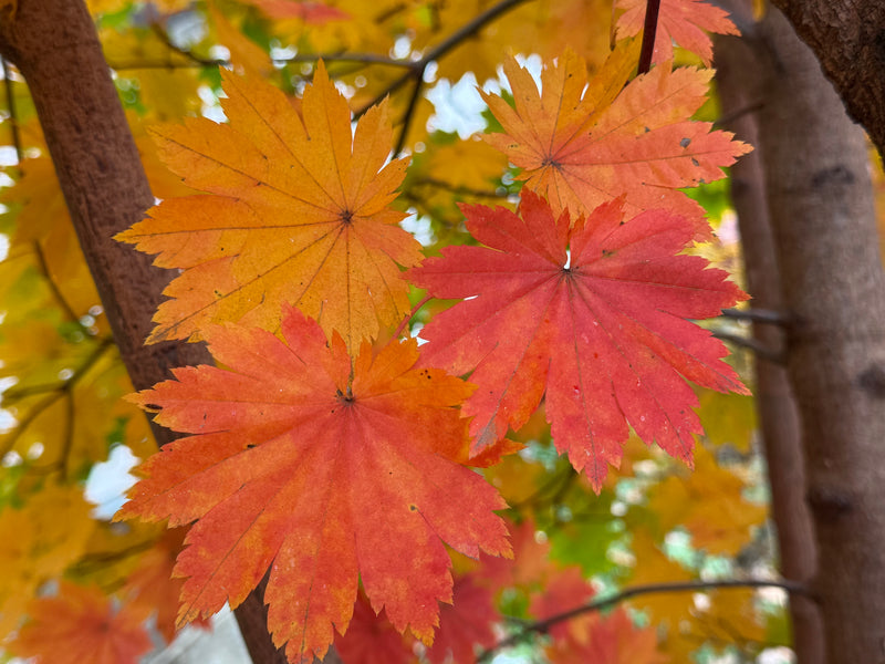 Acer pseudosieboldianum ssp takesimense Ulleung-do Island Maple