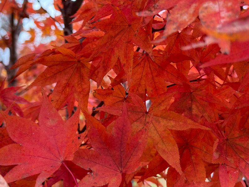 Acer palmatum 'Red Flash' Japanese Maple