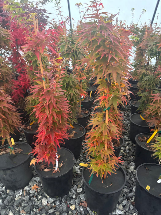 Acer palmatum 'Mikawa yatsubusa' Dwarf Japanese Maple