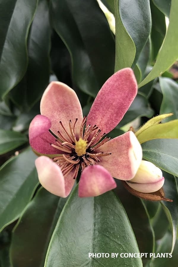 Magnolia x loebneri 'Stellar Ruby' Evergreen Magnolia