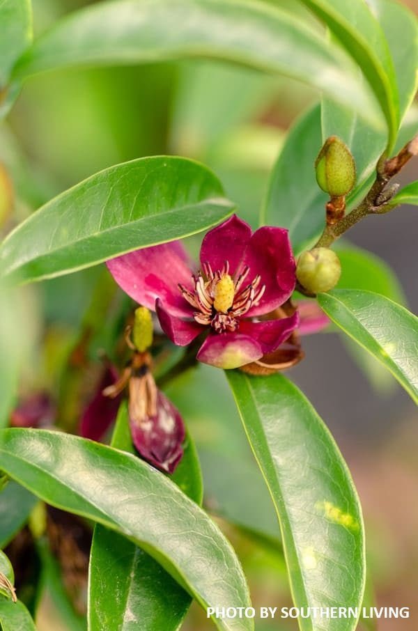 Magnolia x loebneri 'Stellar Ruby' Evergreen Magnolia