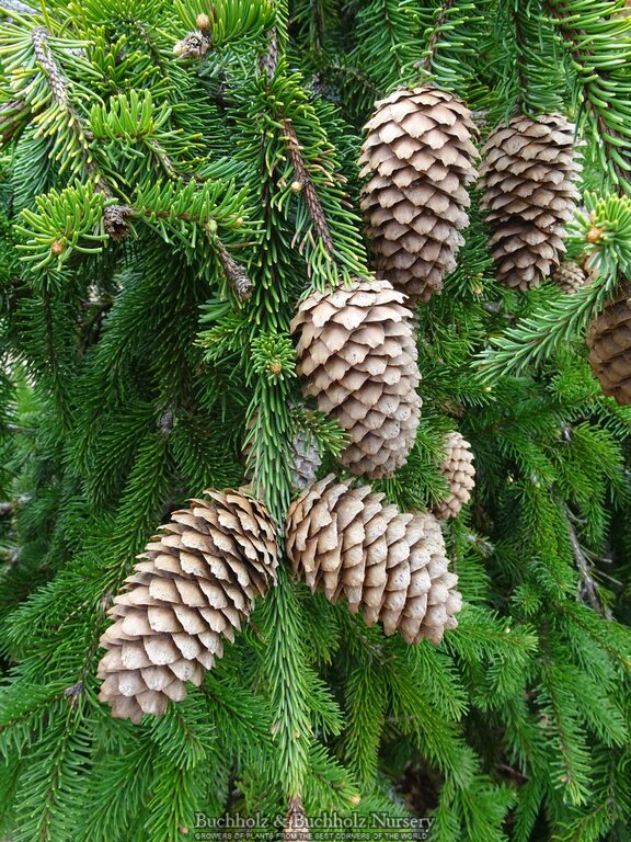 Picea abies 'Acrocona' Norway Spruce