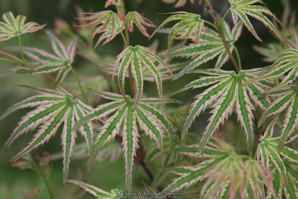 Acer palmatum 'Alpenweiss' Variegated Japanese Maple