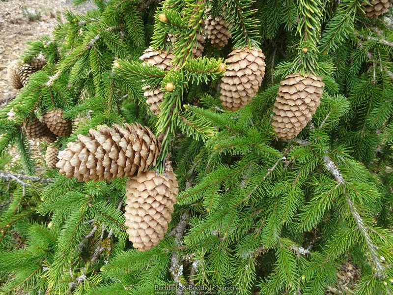 Picea abies 'Acrocona' Norway Spruce